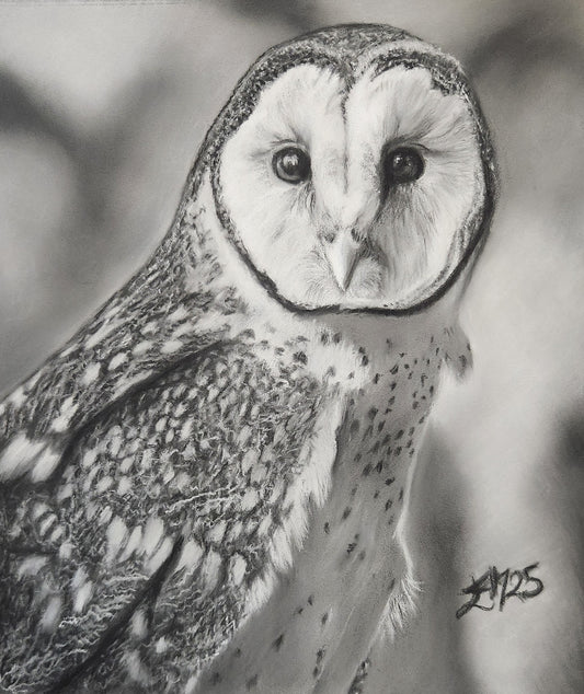 SOLD Barn Owl illustration in Pastels