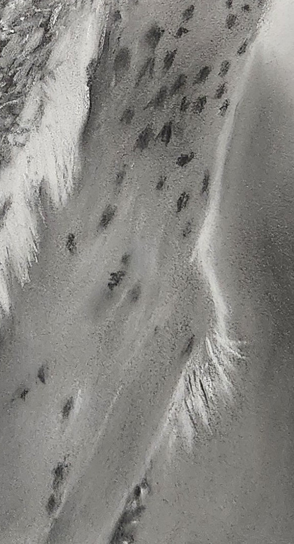 SOLD Barn Owl illustration in Pastels