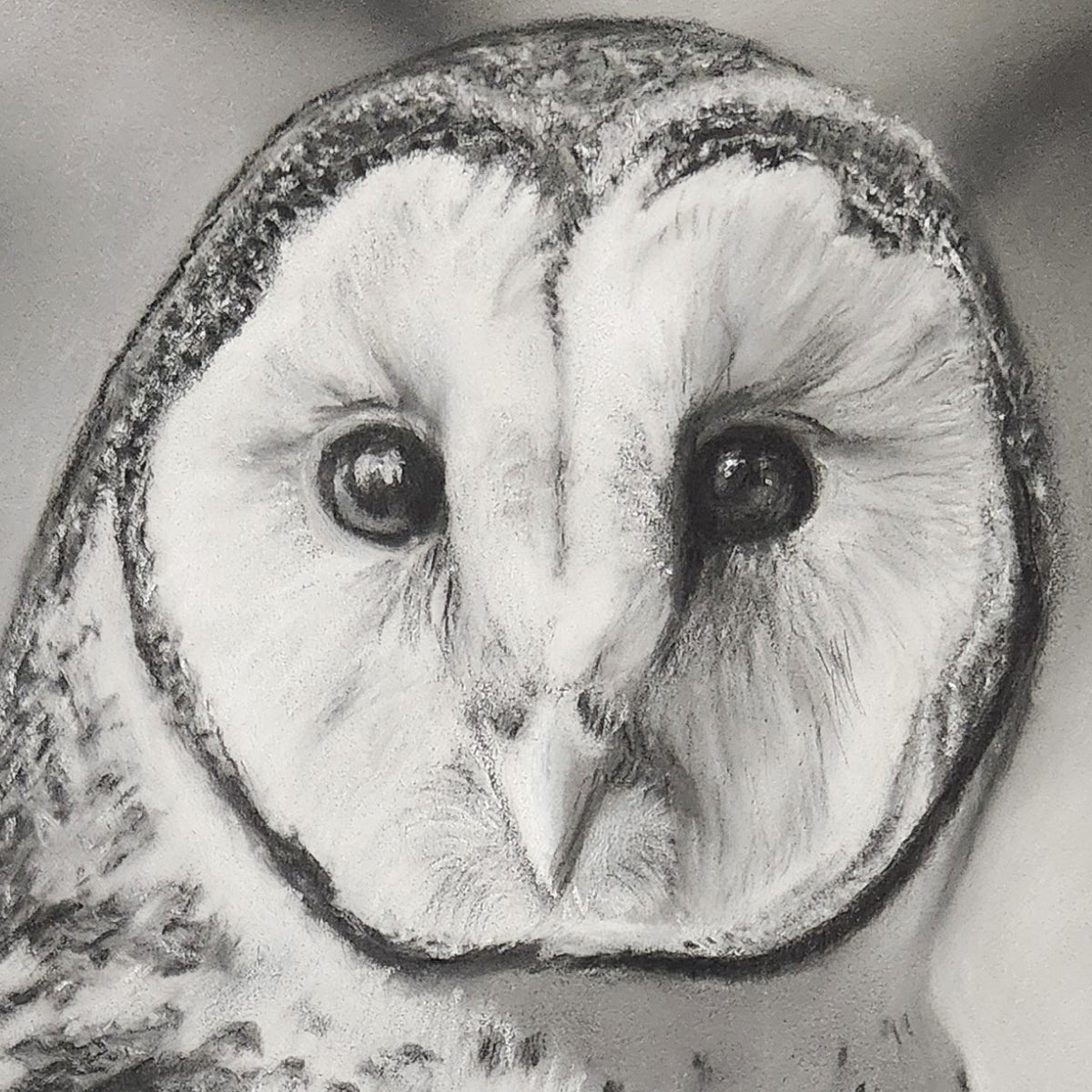 SOLD Barn Owl illustration in Pastels